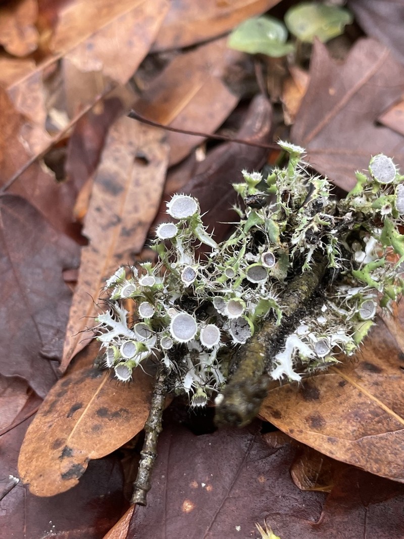 Shield Lichen photo 3