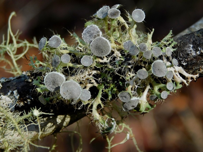 Shield Lichen photo 4
