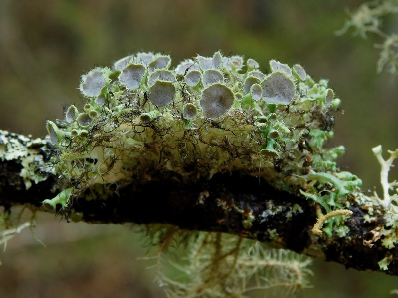 Shield Lichen photo 5
