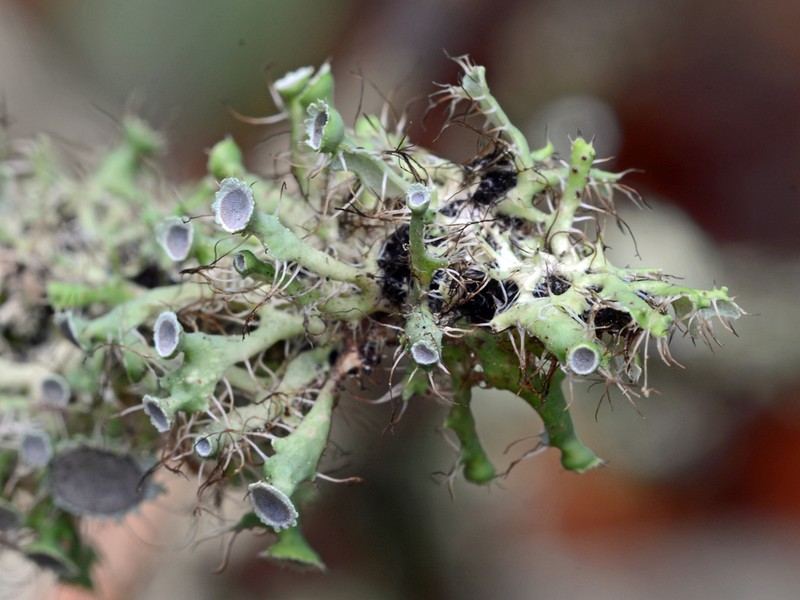 Shield Lichen photo 6
