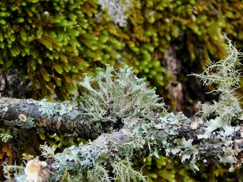 Shield Lichen photo 7