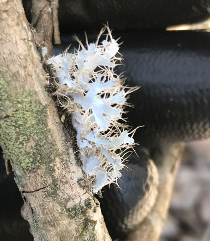 Shield Lichen photo 8