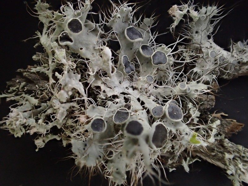 Shield Lichen