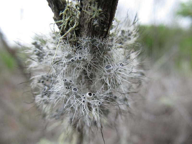 Shield Lichen photo 2