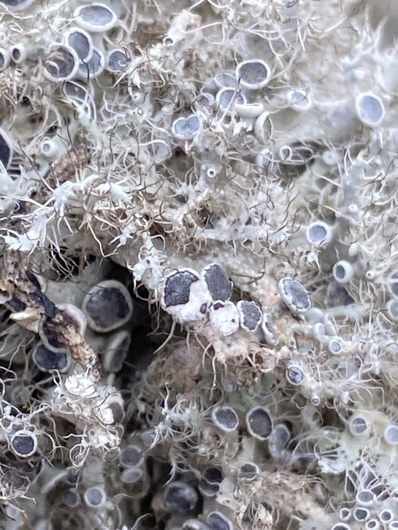 Shield Lichen photo 3