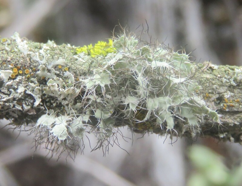 Shield Lichen photo 4