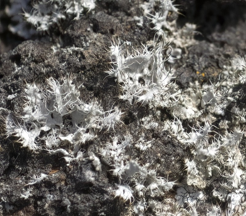 Shield Lichen photo 5