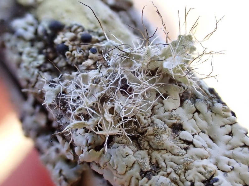 Shield Lichen photo 6