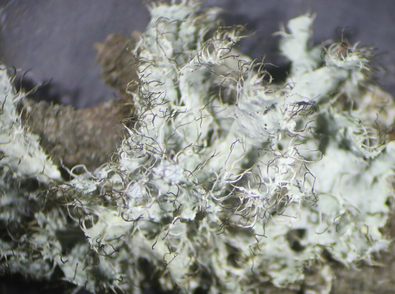 Shield Lichen photo 7