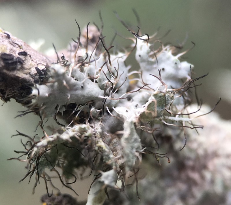 Shield Lichen photo 8