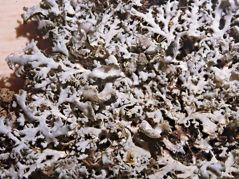 Shield Lichen
