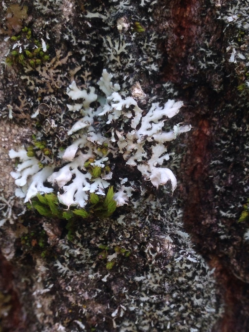 Shield Lichen photo 2