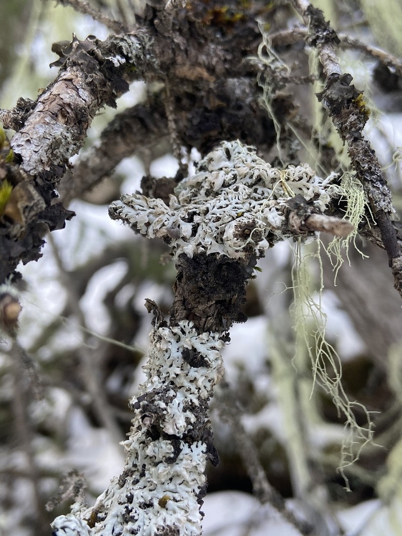 Shield Lichen photo 3