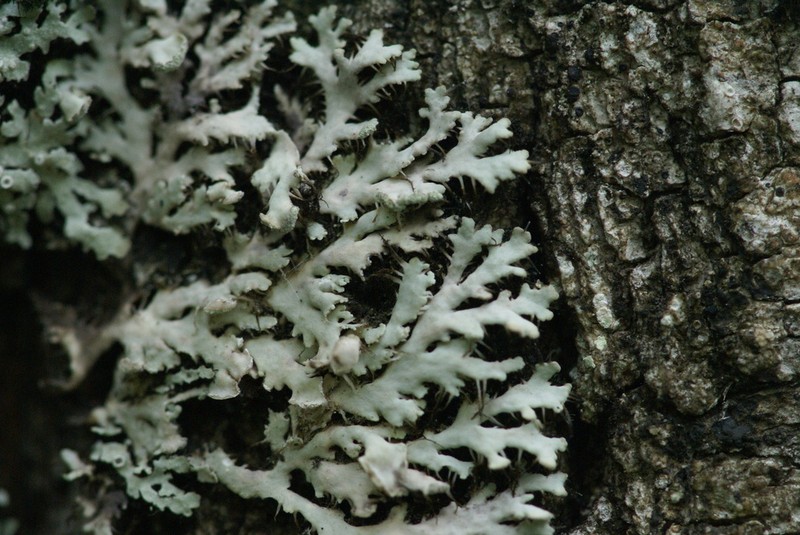 Shield Lichen photo 4
