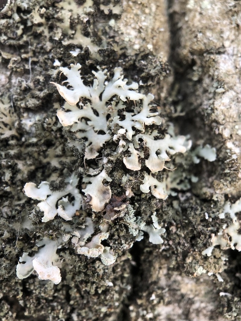 Shield Lichen photo 5