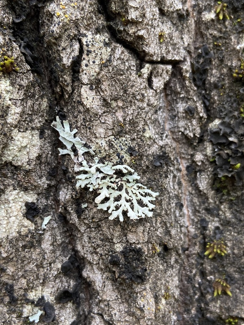 Shield Lichen photo 6