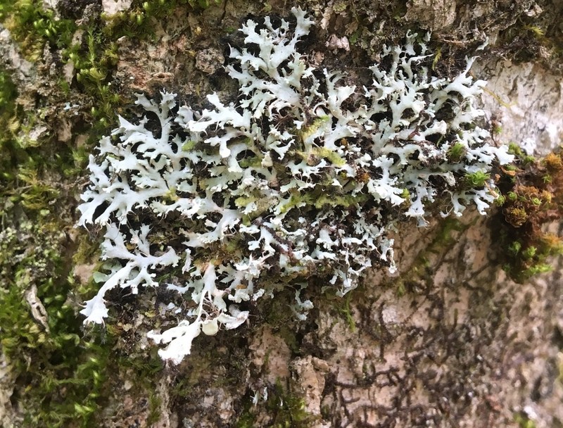Shield Lichen photo 7