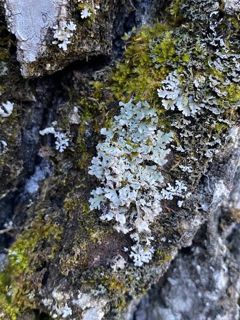 Shield Lichen photo 8