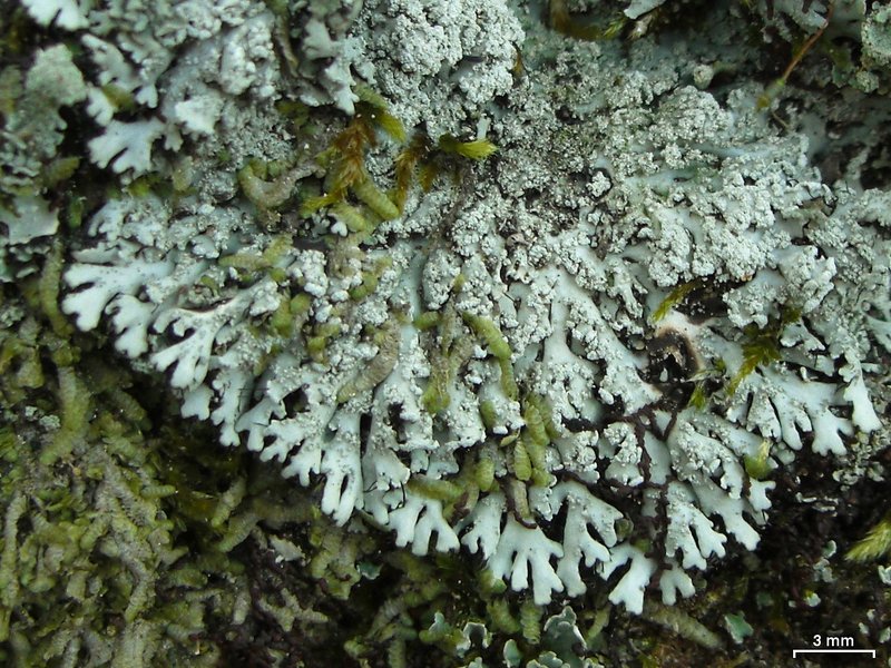 Shield Lichen