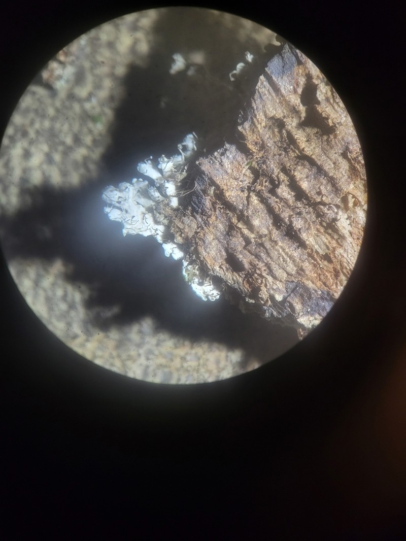 Shield Lichen