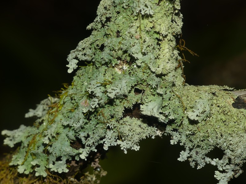 Shield Lichen photo 2