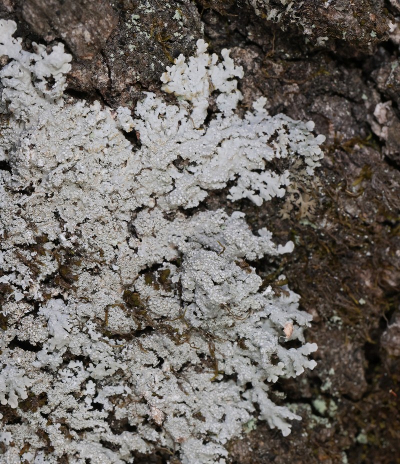 Shield Lichen photo 3