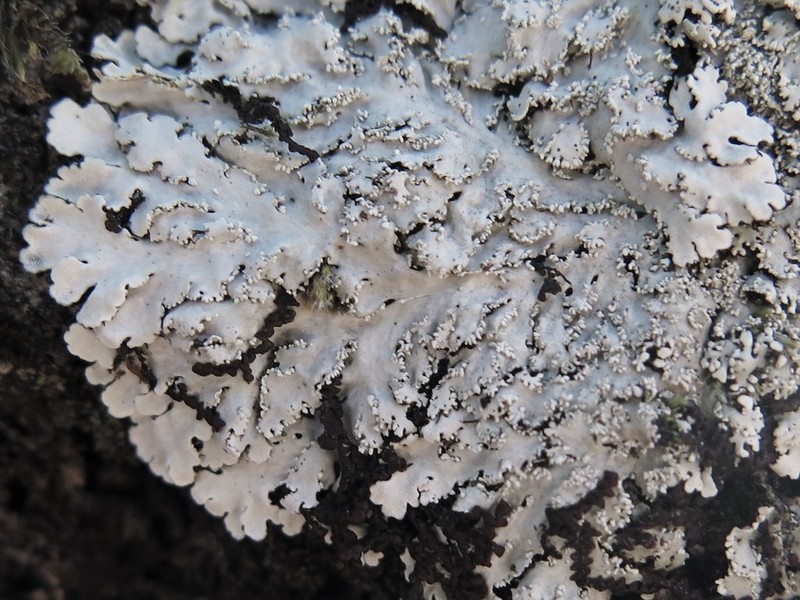 Shield Lichen photo 4