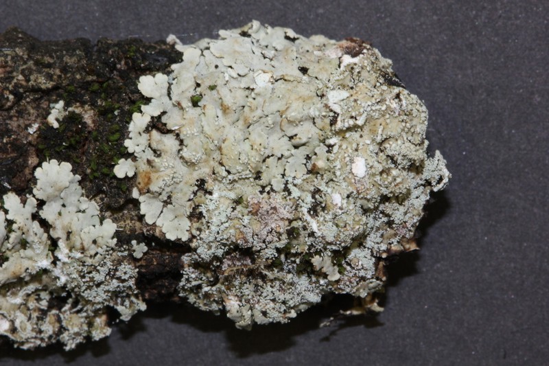 Shield Lichen photo 5