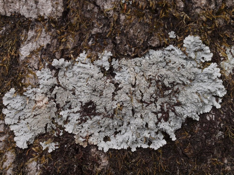 Shield Lichen photo 6