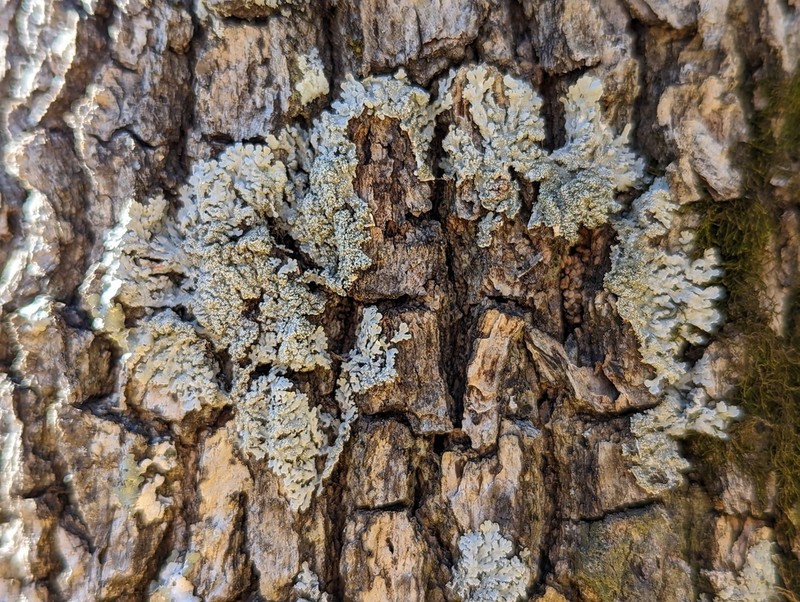 Shield Lichen photo 7