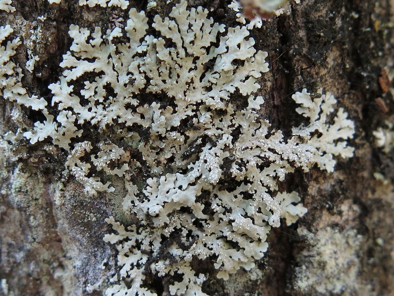 Shield Lichen photo 8