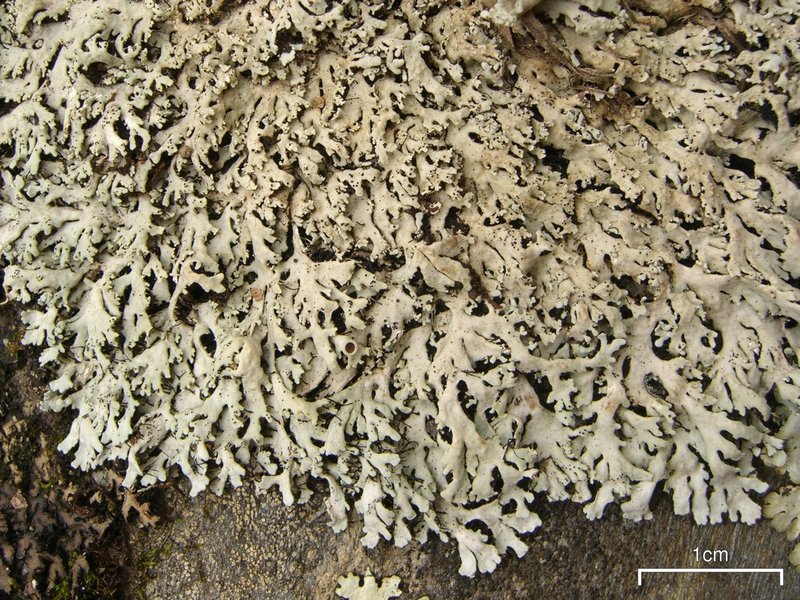 Shield Lichen
