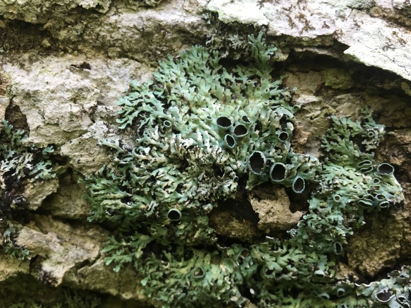 Shield Lichen