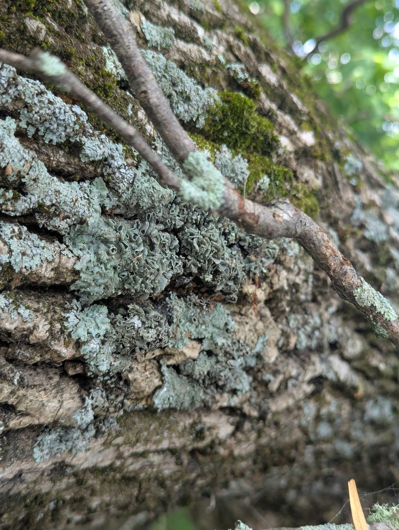 Shield Lichen photo 2