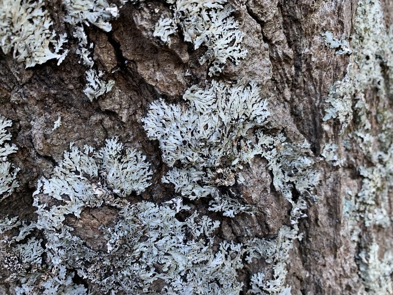 Shield Lichen photo 3