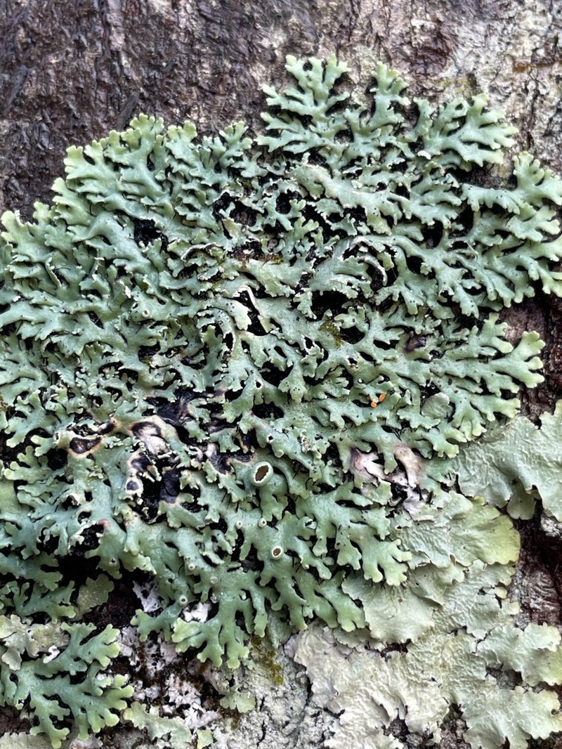 Shield Lichen photo 4