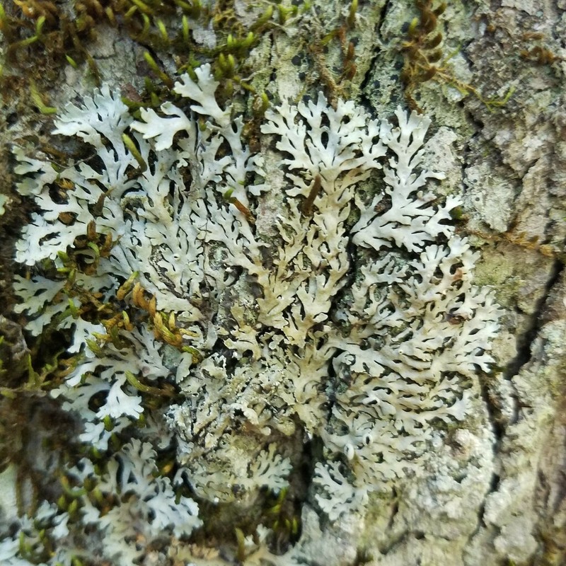 Shield Lichen photo 5