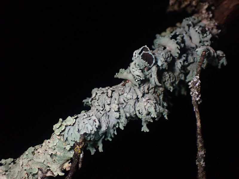 Shield Lichen photo 6