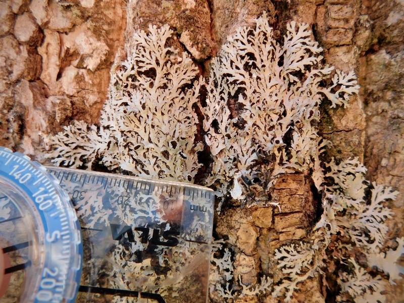 Shield Lichen photo 7