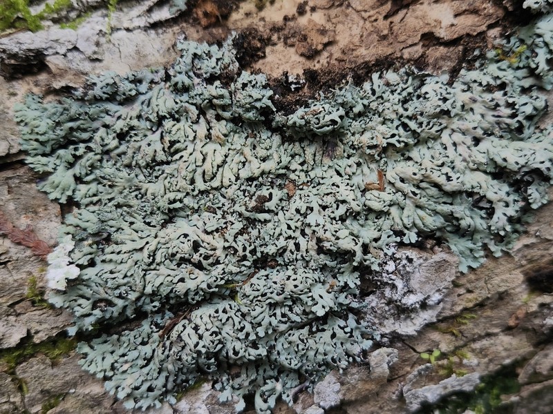 Shield Lichen photo 8