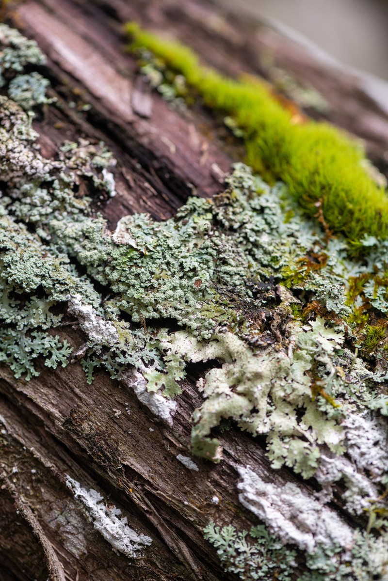 Heterodermia japonica
