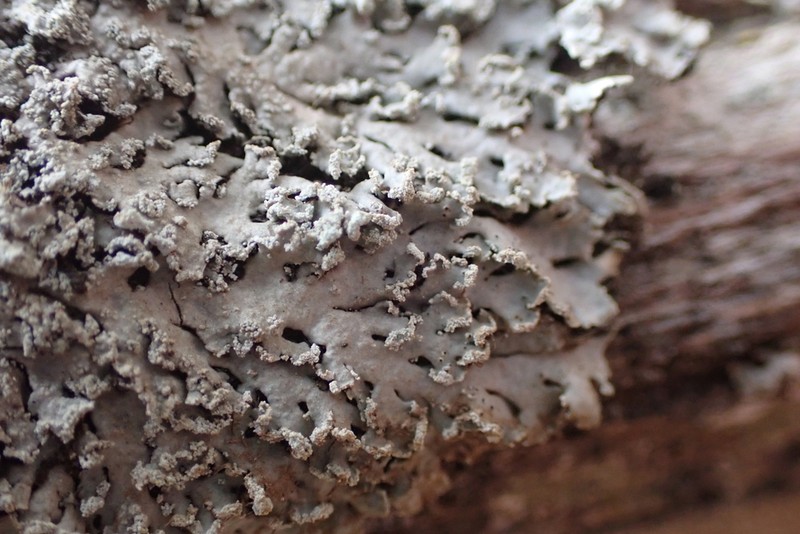 Heterodermia japonica photo 2