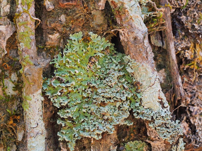 Heterodermia japonica photo 3