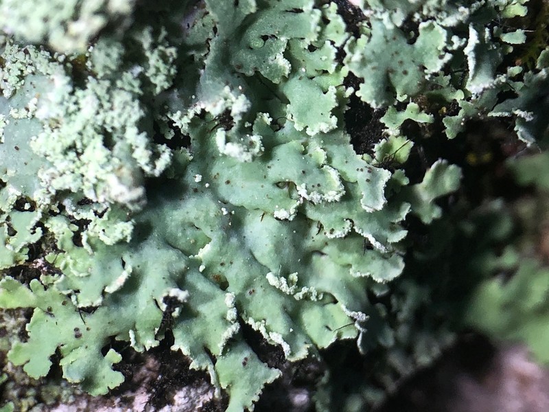 Heterodermia japonica photo 4