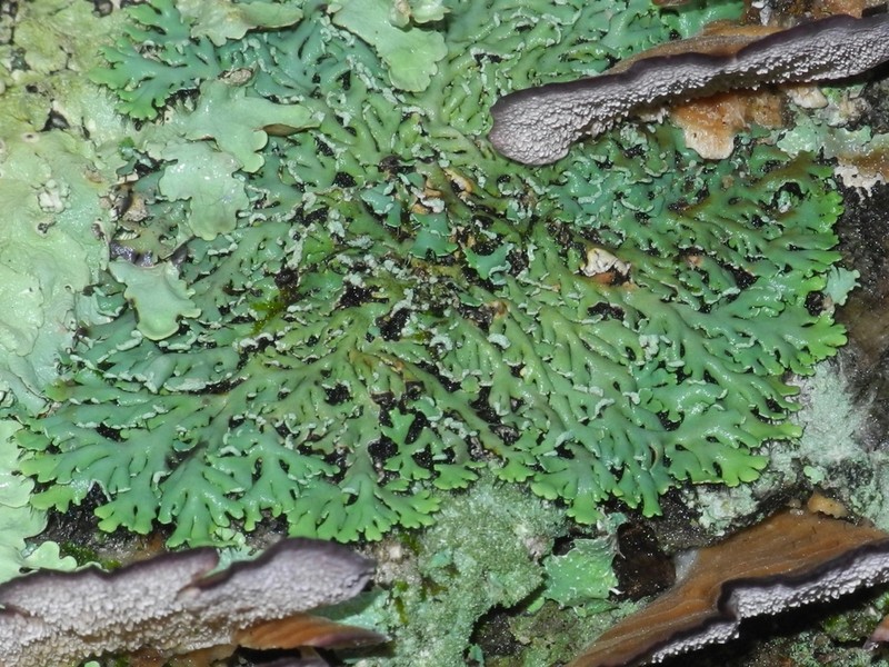 Heterodermia japonica photo 5