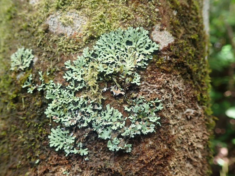Heterodermia japonica photo 6