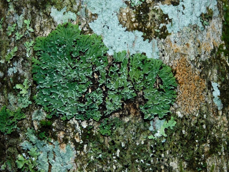 Heterodermia japonica photo 7