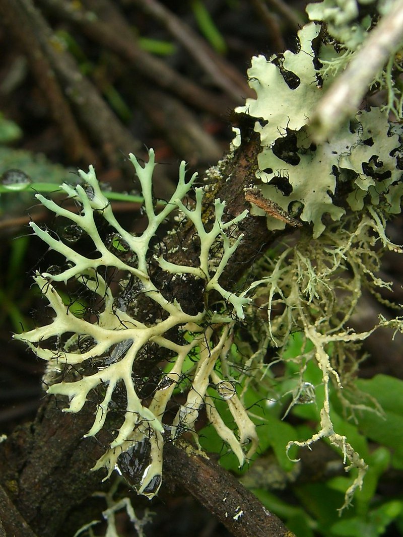 Shield Lichen