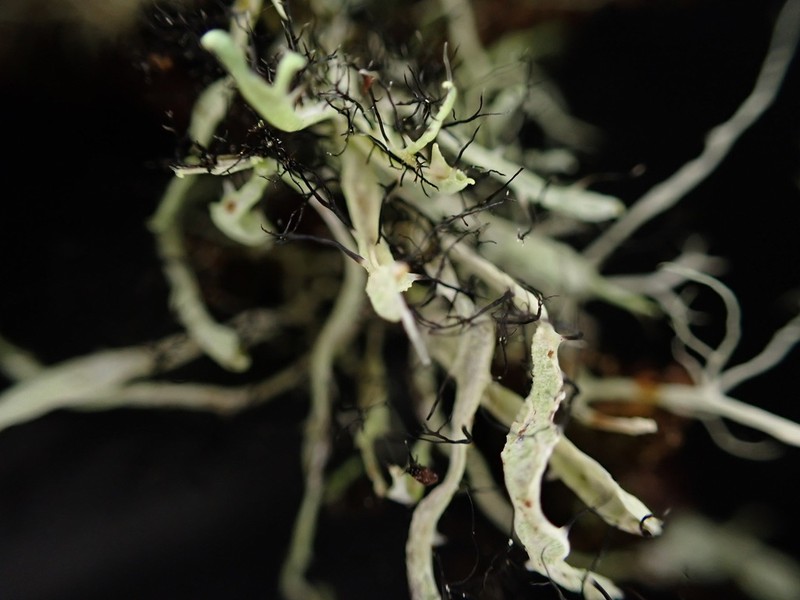 Shield Lichen
