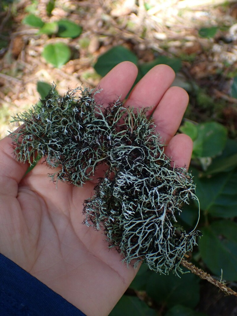Shield Lichen photo 2